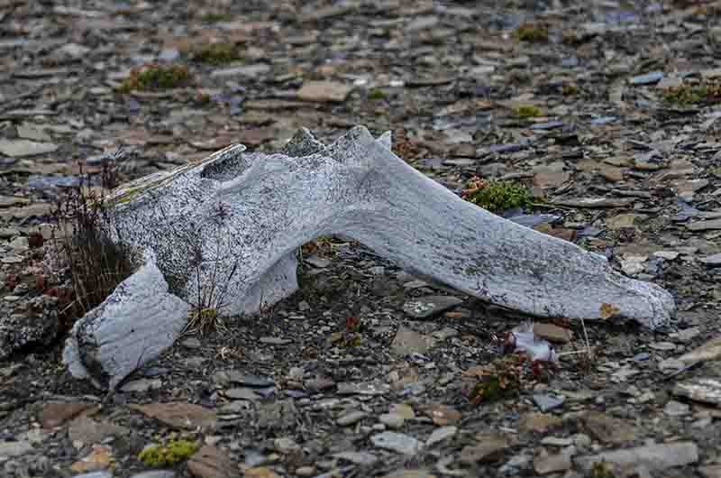 103 - Noruega - islas Svalbard - isla de Edgeoya - Diskobukta - restos oseos de ballena